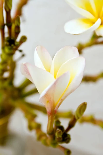 Flores de Plumeria — Foto de Stock