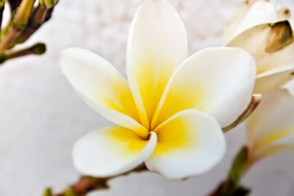 梅香鲜花 — 图库照片