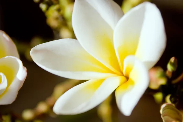 Plumeria blommor — Stockfoto