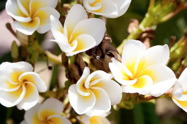 Plumeria Blanca y Amarilla Flores —  Fotos de Stock