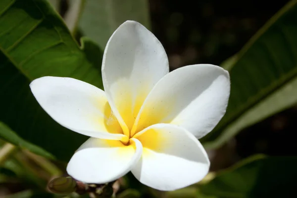 Flor de Plumeria blanca y amarilla —  Fotos de Stock