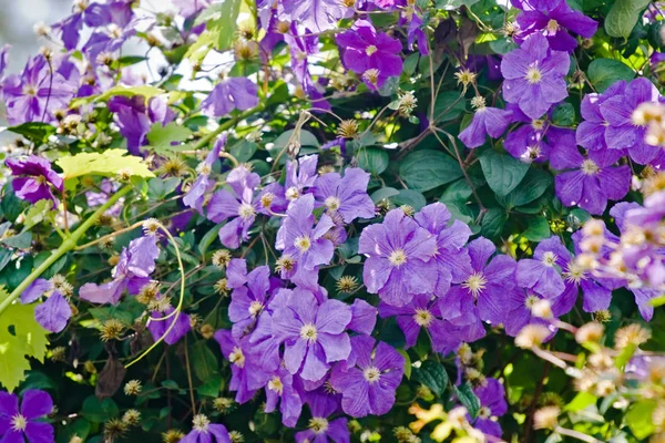 Purple clematis flowers outdoor — Stock Photo, Image