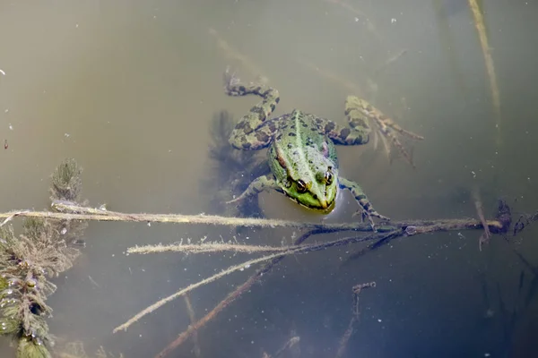 La rana verde nel fiume — Foto Stock