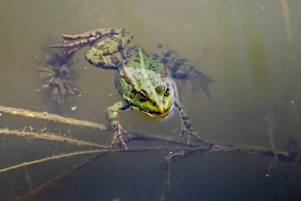 La grenouille verte la rivière — Photo