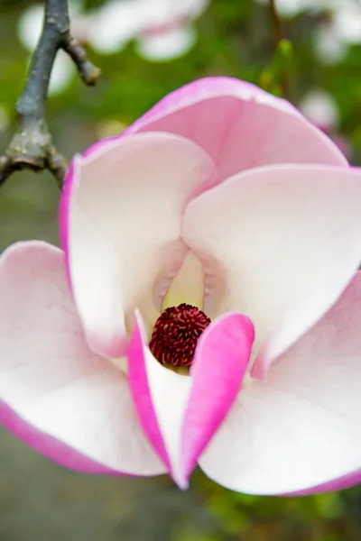 Rosa magnolia — Stockfoto