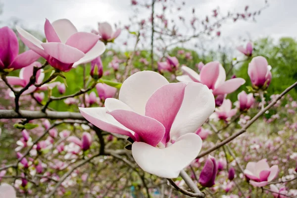 Pink magnolia flowers in nature
