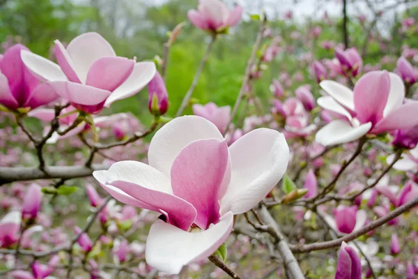 Pink magnolia flowers in nature — Stock Photo, Image