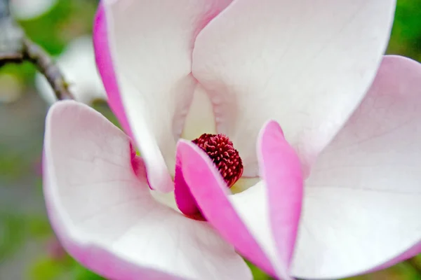 Gran flor de magnolia rosa en detalle — Foto de Stock