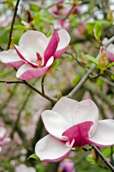 Big pink magnolia flowers in nature — Stock Photo, Image