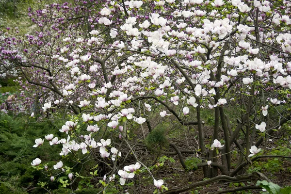 Magnoliaboom — Stockfoto