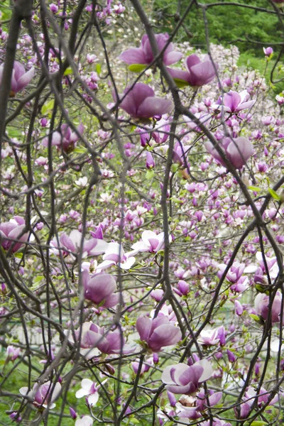 Rosa magnolia blommor i naturen — Stockfoto