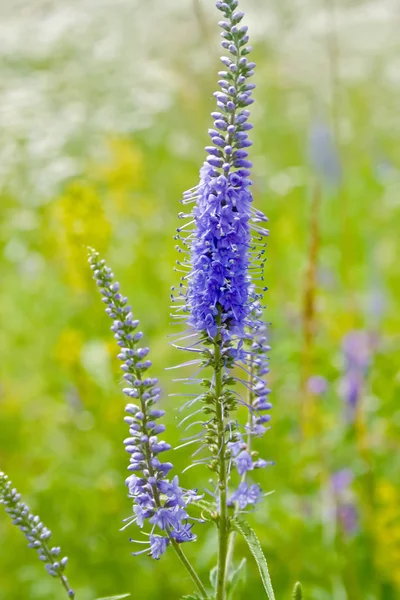 Blaue Sommerblumen in der Natur — Stockfoto