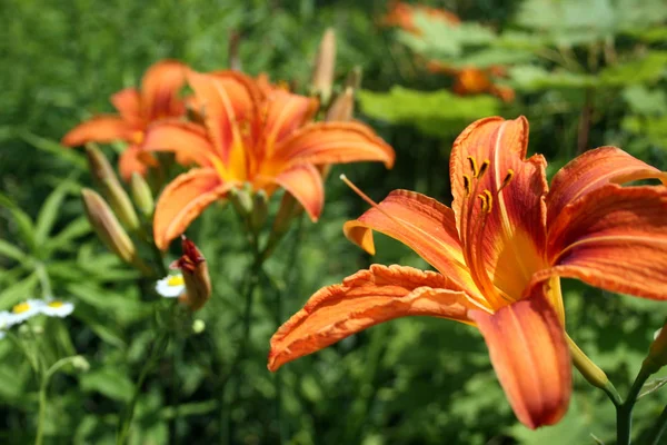 Turuncu lily — Stok fotoğraf