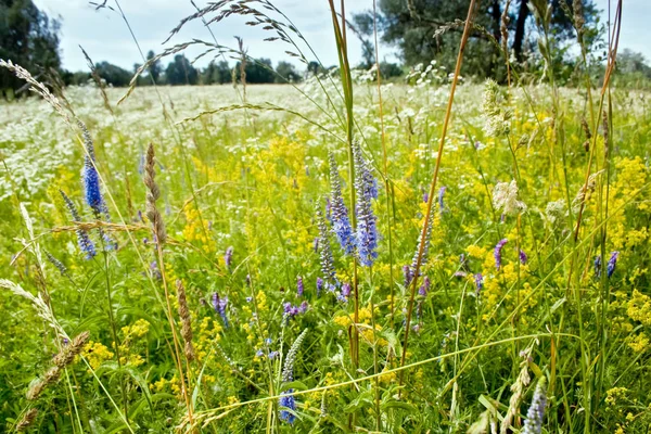 Campo de verão brilhante com flores amarelas e azuis — Fotografia de Stock