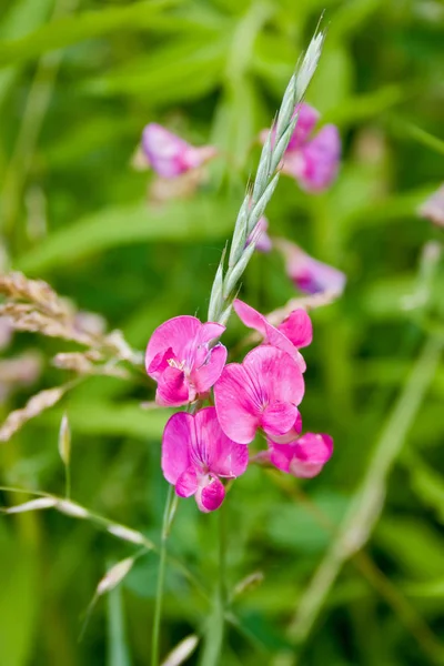 Ervilhas silvestres flores na natureza — Fotografia de Stock