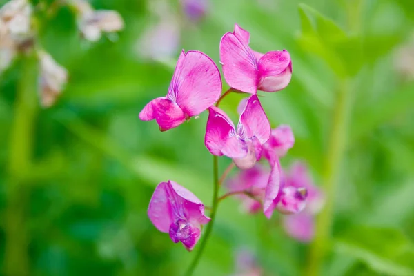 Wilde Erbsenblüten in der Natur — Stockfoto