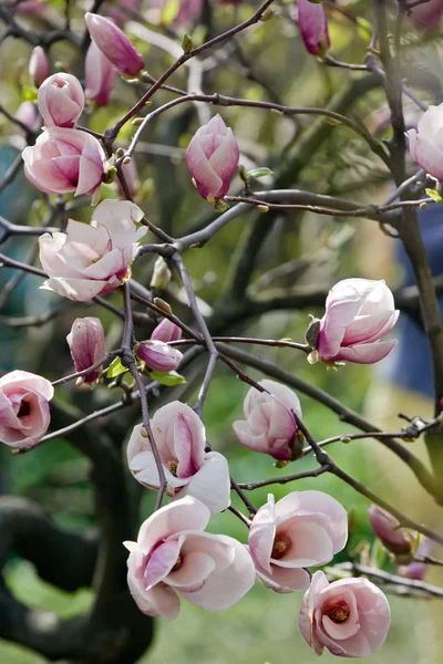 Roze magnoliaboom in bloei — Stockfoto