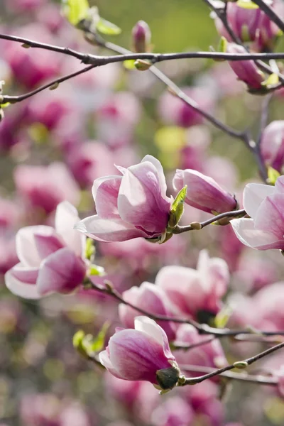 Pink magnolia tree in bloom — Stock Photo, Image