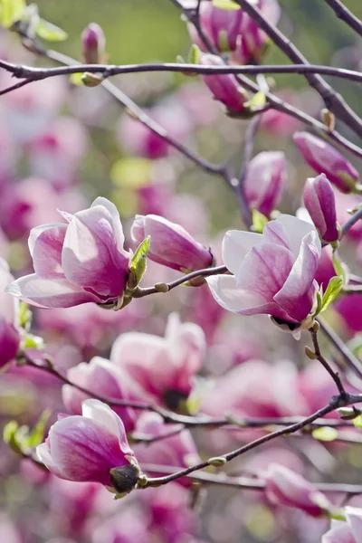 Pink magnolia tree in bloom — Stock Photo, Image