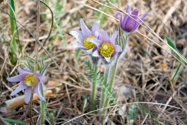 Pasque flowers — Stock Photo, Image