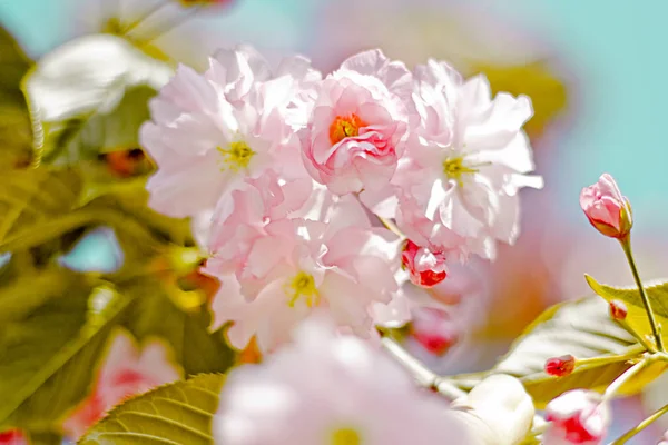 Pink cherry flowers — Stock Photo, Image