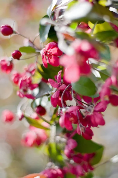 Red cherry flowers — Stock Photo, Image