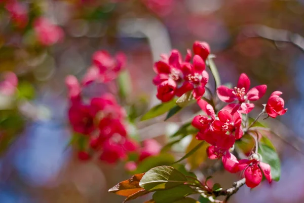 Red cherry flowers — Stock Photo, Image