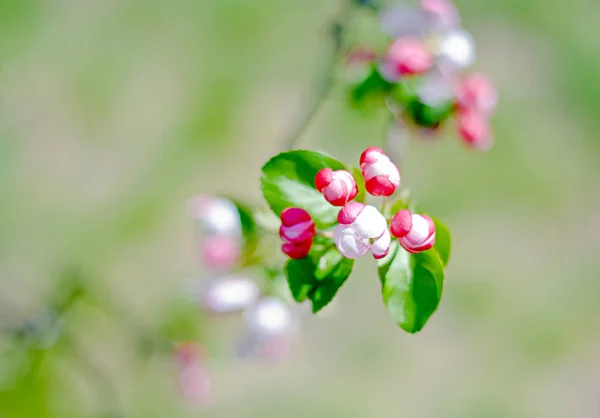 Pink cherry buds — Stock Photo, Image