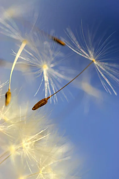 Karahindiba tohum uçar