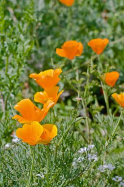 Çiçek portakal eschscholzia çiçekler
