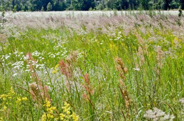 Yaz çiçek açan alan 