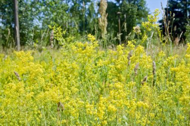 Yaz çiçek açan alan 