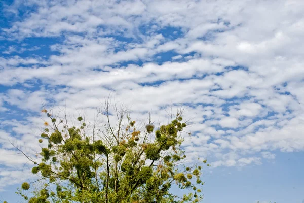 Lonely Drzewo przeciw błękitne niebo chmury na lato — Zdjęcie stockowe