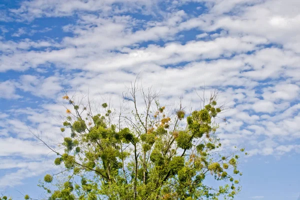 Árvore solitária contra um céu azul nublado no verão — Fotografia de Stock