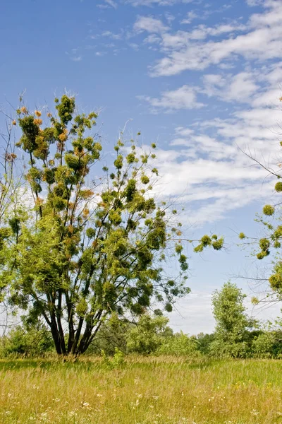 Árbol solitario en el campo en verano — Foto de Stock