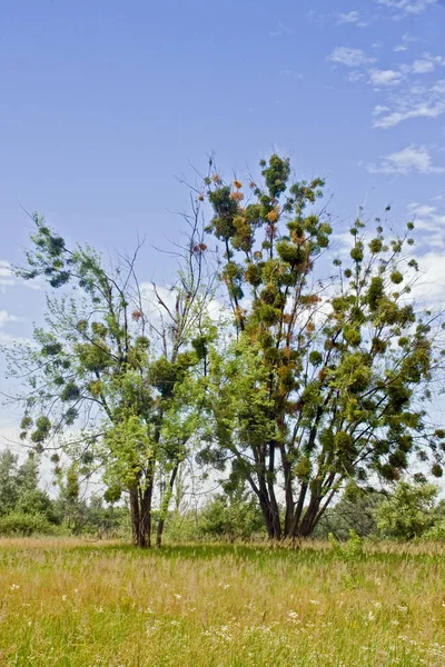 Árvore solitária no campo no verão — Fotografia de Stock