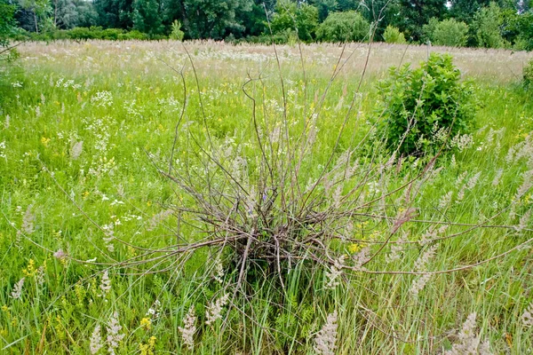 Champ de floraison d'été — Photo