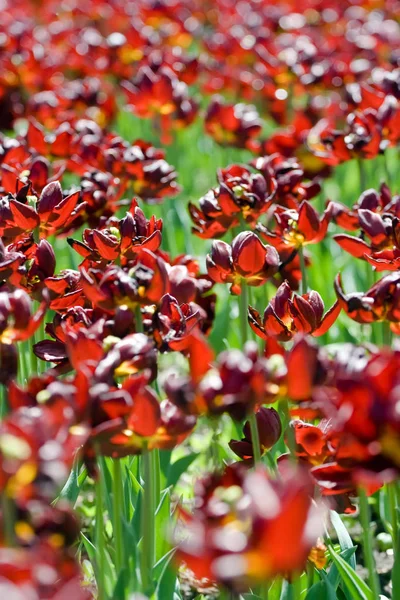 Tulipani rosso scuro nel parco — Foto Stock