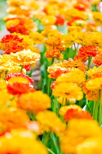 Orange tulips in the park — Stock Photo, Image