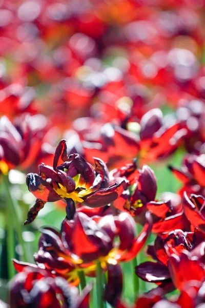 Dunkelrote Tulpen im Park — Stockfoto