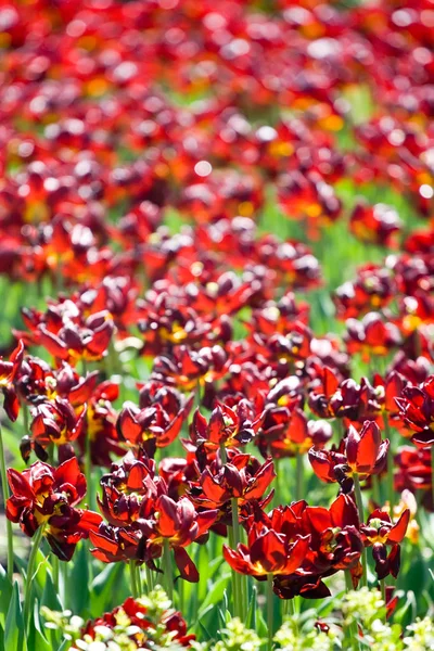 Dunkelrote Tulpen im Park — Stockfoto