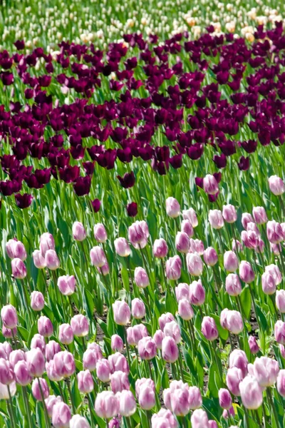 Feld aus violetten Tulpen — Stockfoto