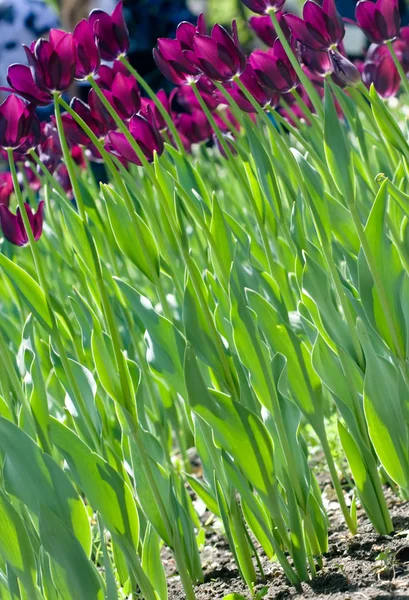 Feld aus violetten Tulpen — Stockfoto