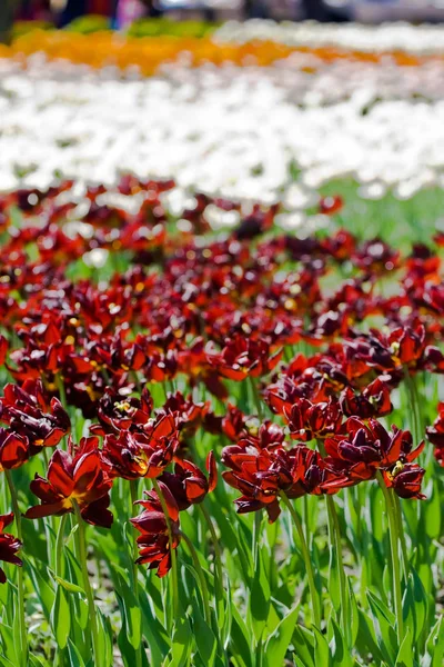 Dunkelrote Tulpen in Blüte — Stockfoto