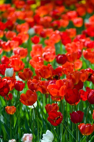 Viele rote Tulpen in den Sonnenstrahlen — Stockfoto