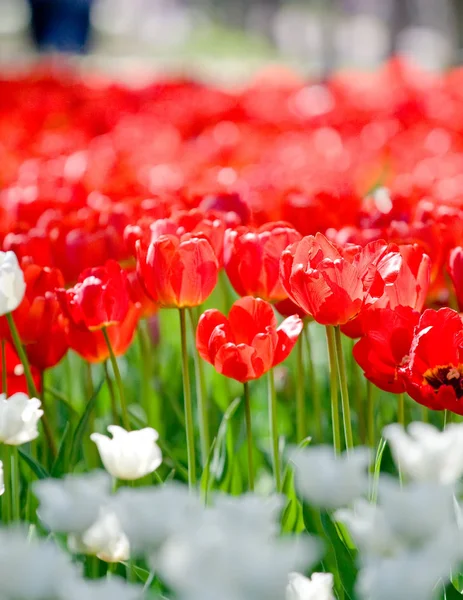 Viele rote Tulpen in den Sonnenstrahlen — Stockfoto