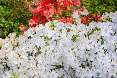 Botanik bahçesinde beyaz açelyalar