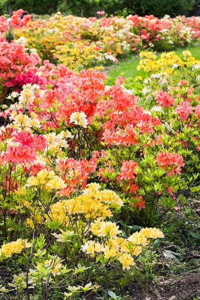 Le azalee gialle e coralline fioriscono nel giardino primaverile — Foto Stock