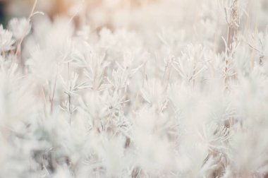 Beyaz Bokeh doğal bitki örtüsü