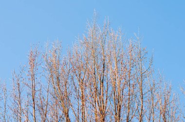 En iyi ağaç dalları